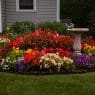 colourful front lawn flowerbed