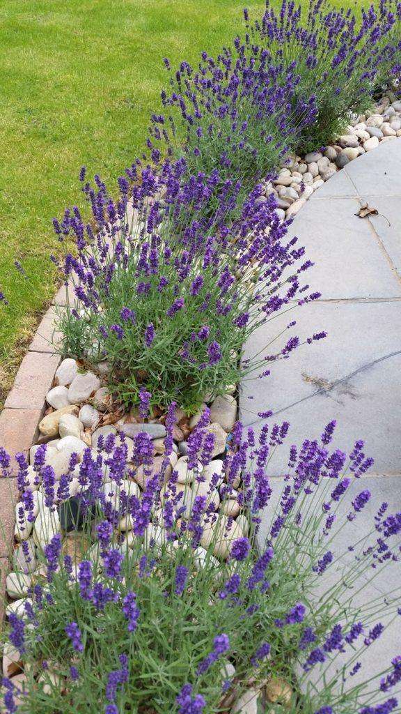 lavender flower bed