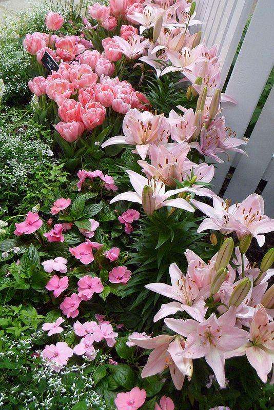 Monochrome flower bed
