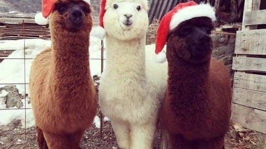 alpacas wearing christmas hats
