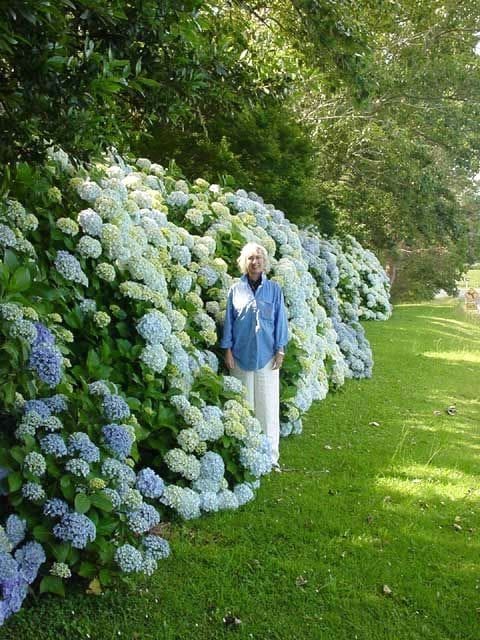 color themed Hydrangea garden ideas