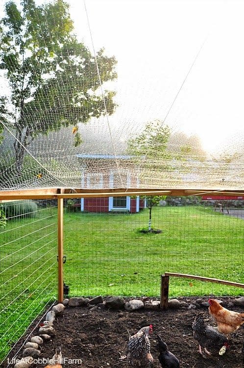 predator net