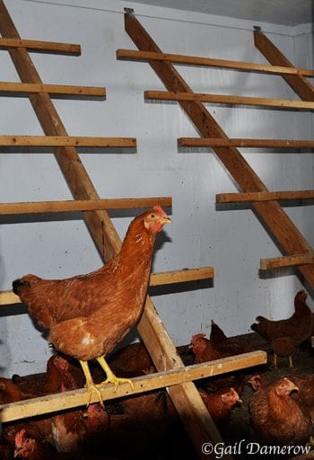 chicken on a perch