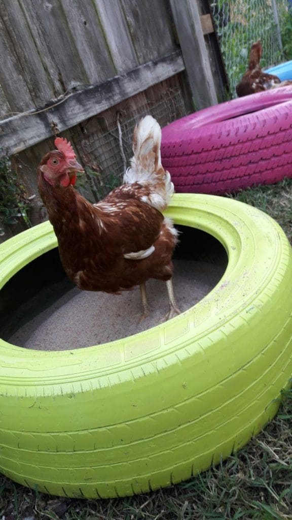 chicken in a tyre dust bath