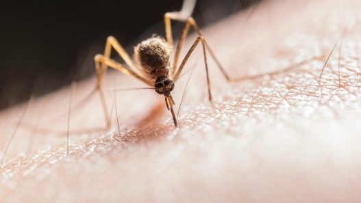 Mosquito Repellent Ideas