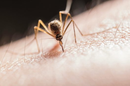 Mosquito Repellent Ideas