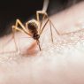 Mosquito Repellent Ideas