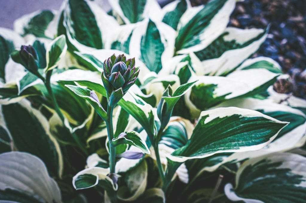 Hosta plant