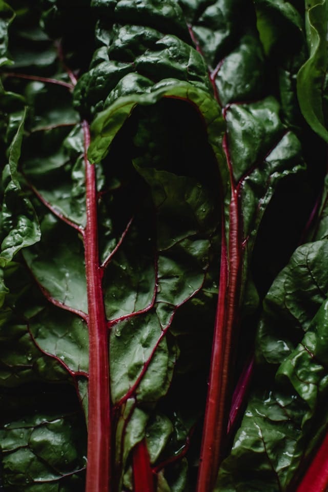 swiss chard close up of the green leaf