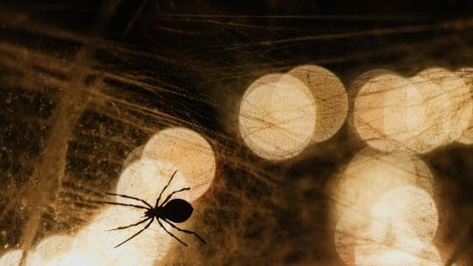 DIY Spider Repellents