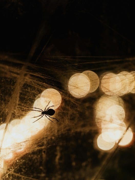 DIY Spider Repellents