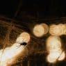 DIY Spider Repellents