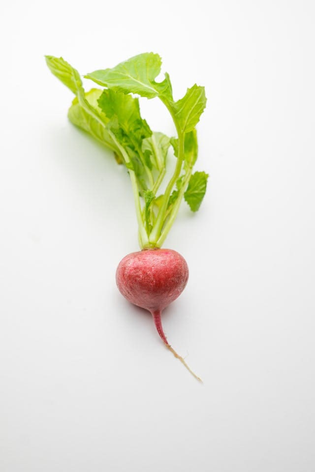one radish on a white background