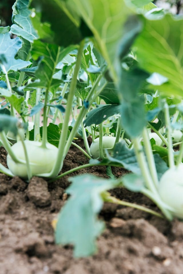 kohlrabi in the soil ready to be harvested