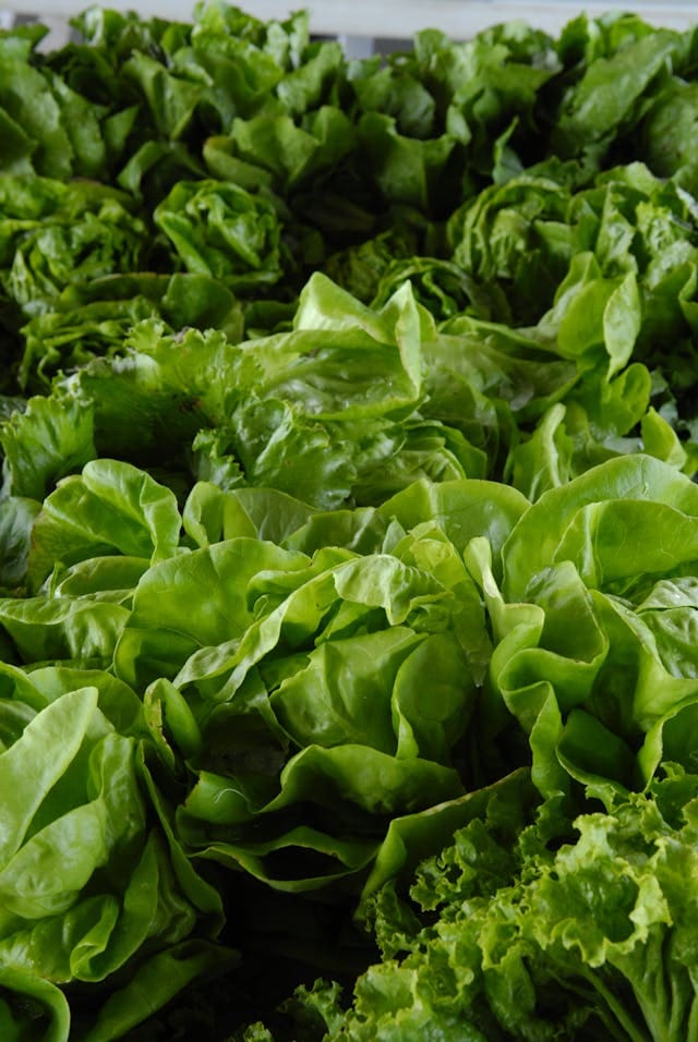 lettuce fall Veggies to Plant in September