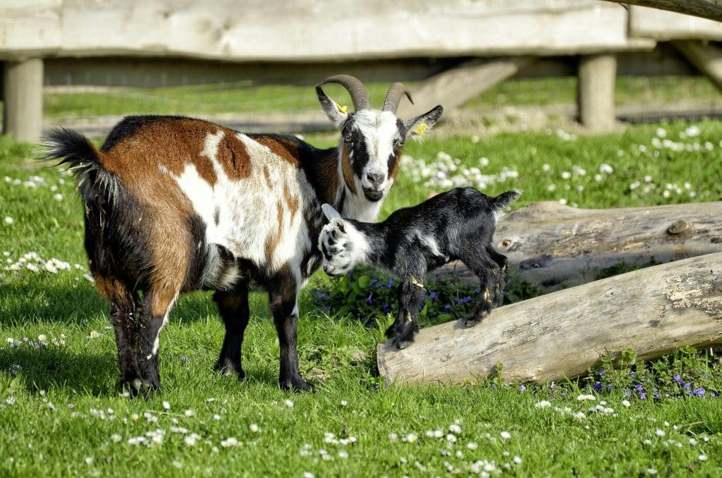 goats on logs in a playpen