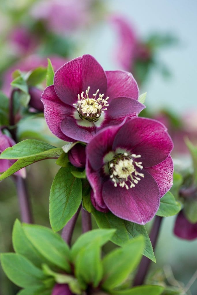 dark purple flower in a winter flower bed