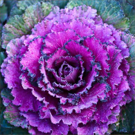close up of purple ornamental kale