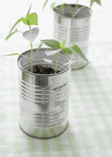 old tin cans being used as a DIY planter