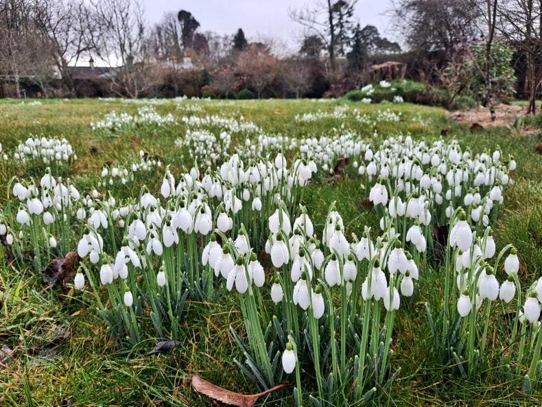 large open field with white snowdrops
