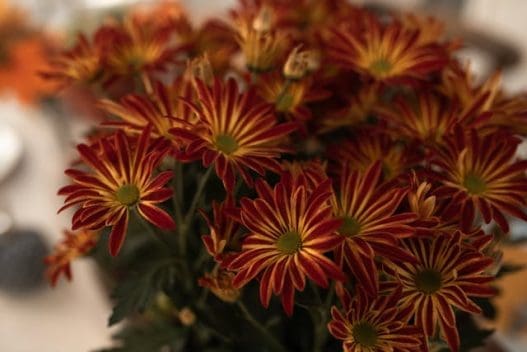 fall flower ideas for september