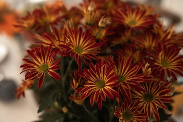 fall flower ideas for september