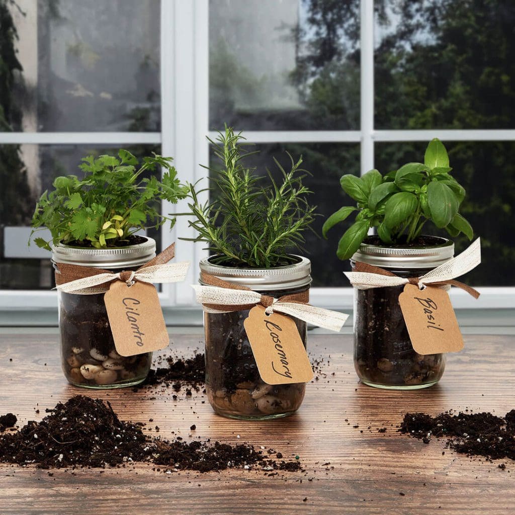 mason jars with potted plants inside