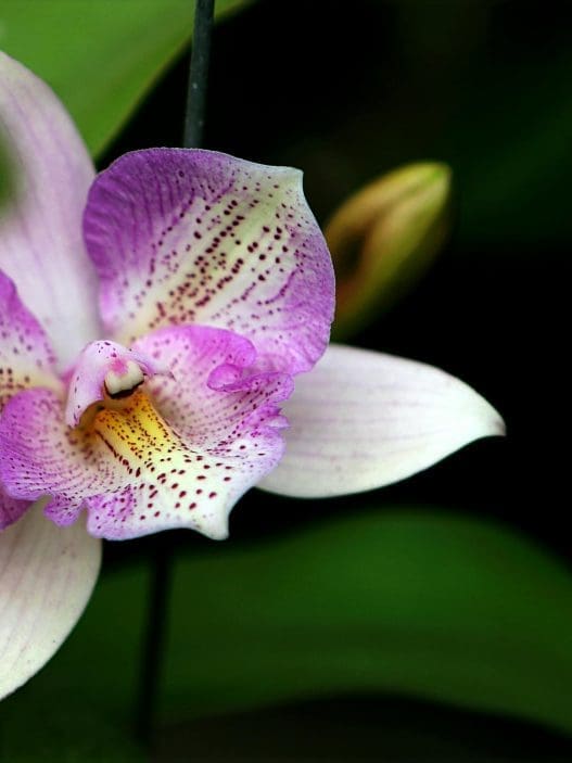 how to revive an orchid