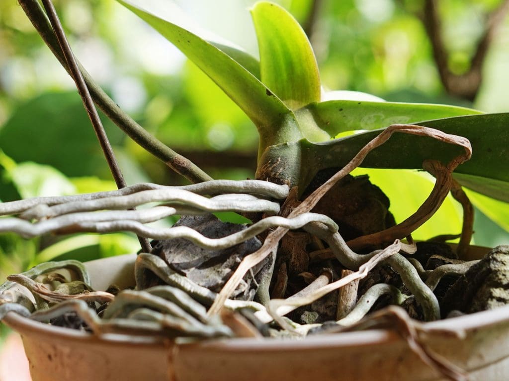 orchid roots