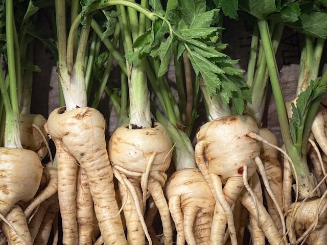 freshly picked parsnips during the winter months