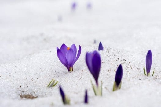 purple flowers poking throwugh the snow of a winter flower bed