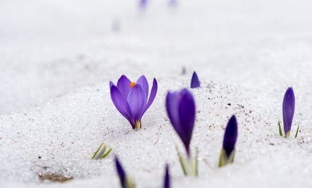 purple flowers poking throwugh the snow of a winter flower bed