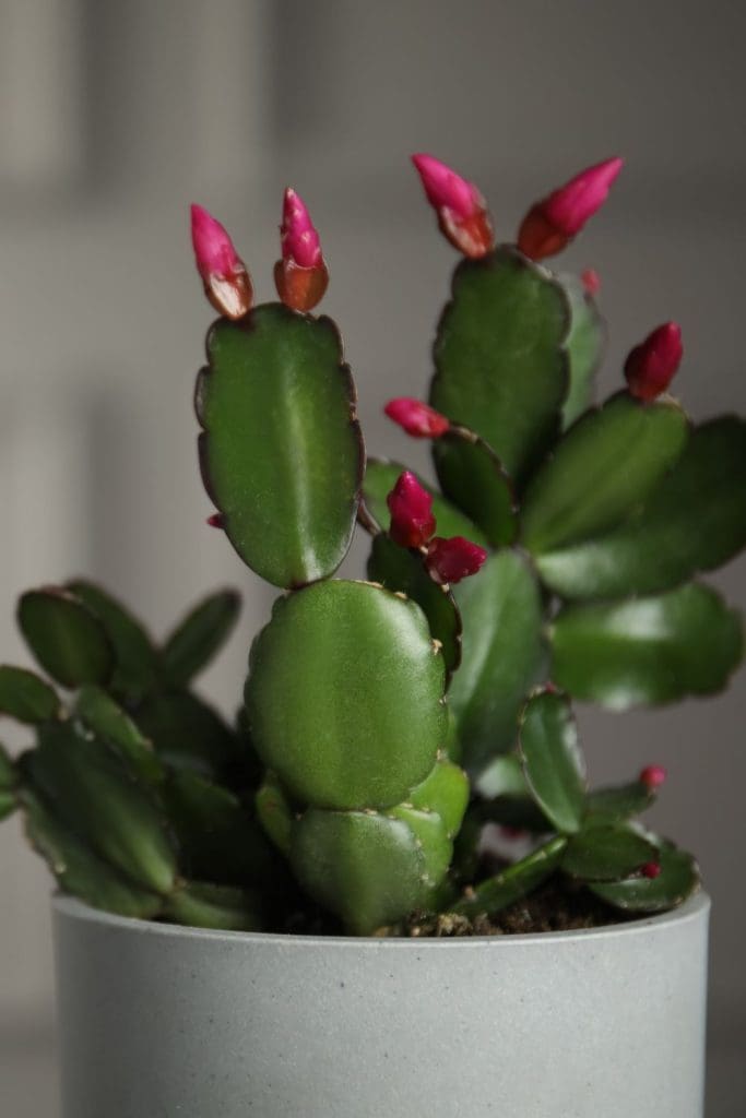 red bloom thanksgiving cactus in a grey pot