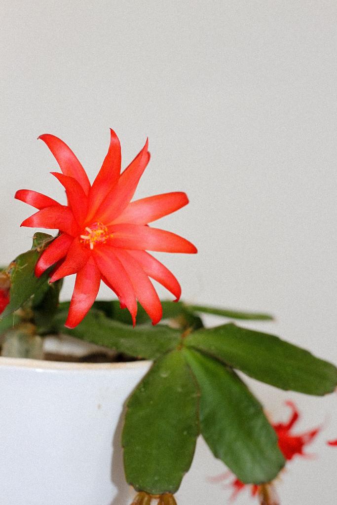 blooming thanksgiving cactus