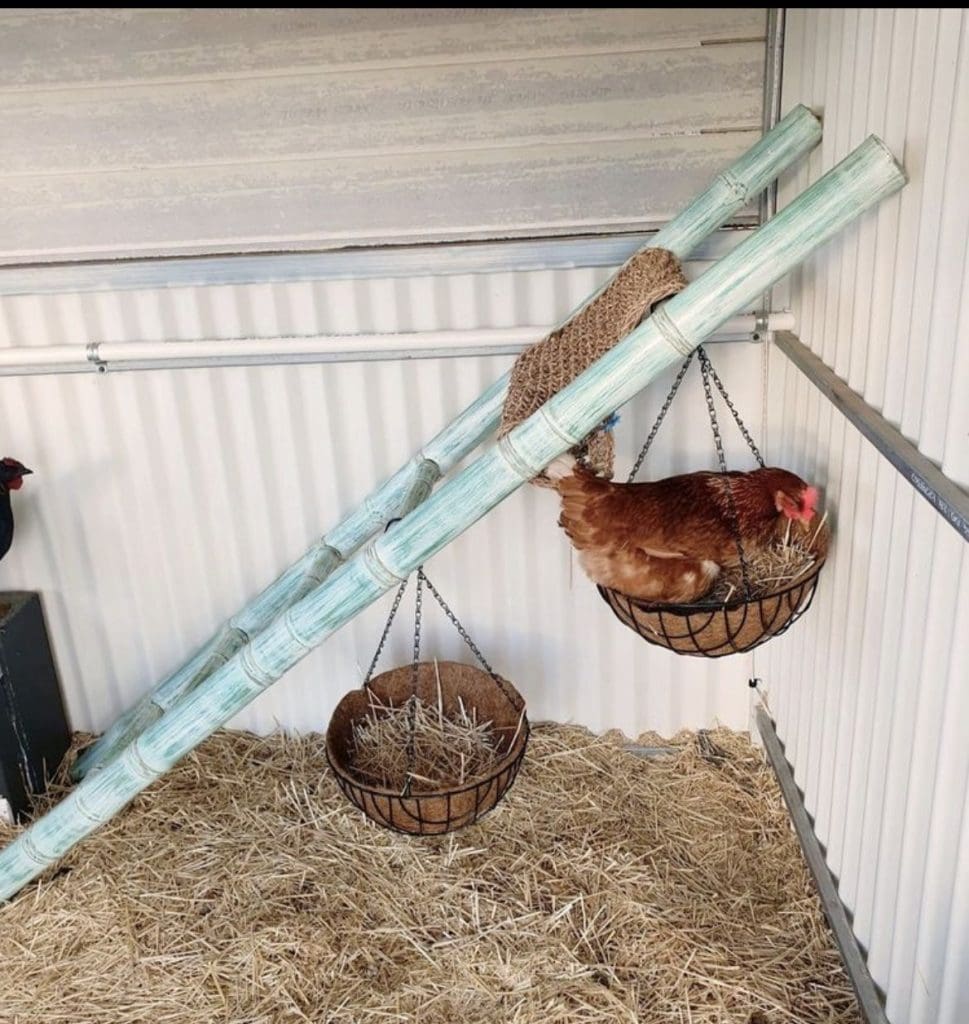 Chicken baskets hanging from a ladder inside a chicken coop