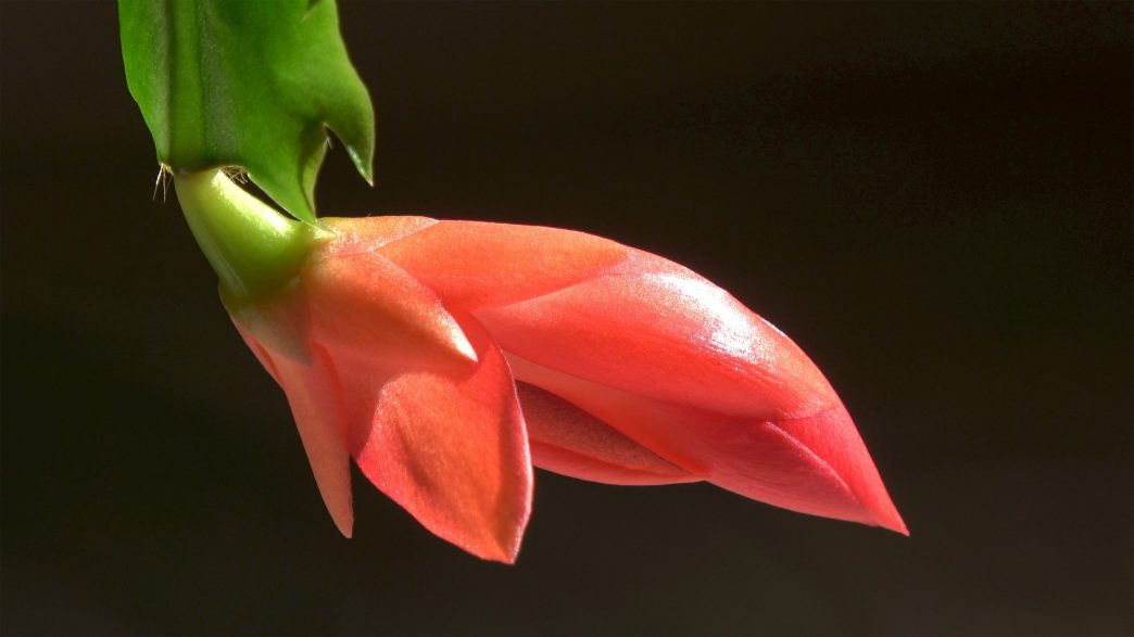 thanksgiving cactus