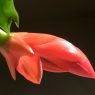 thanksgiving cactus