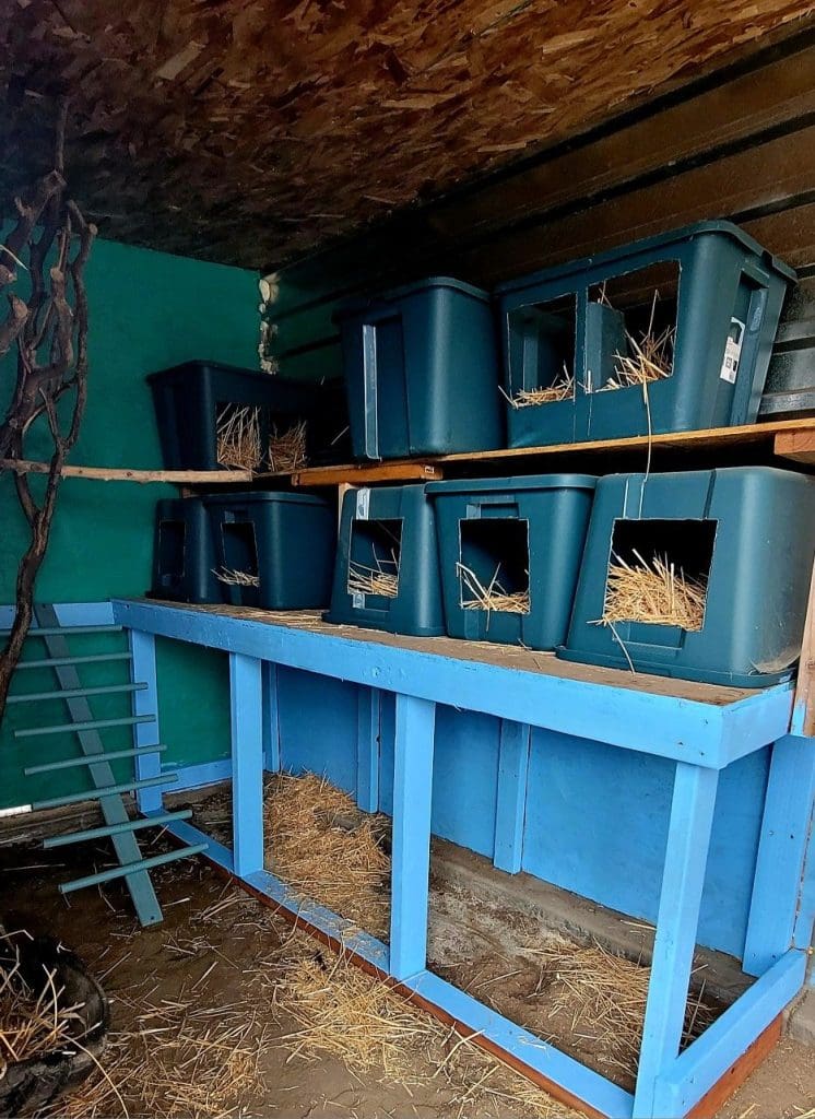 old plastic containers with hole cuts and straw for chicken nests