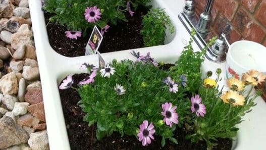 repurposed kitchen sink planter