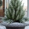 winter urn planter ideas