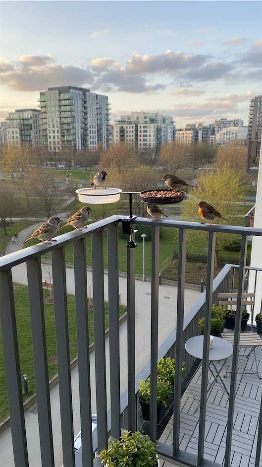 dual clip on railing bird feeder bird feeding station