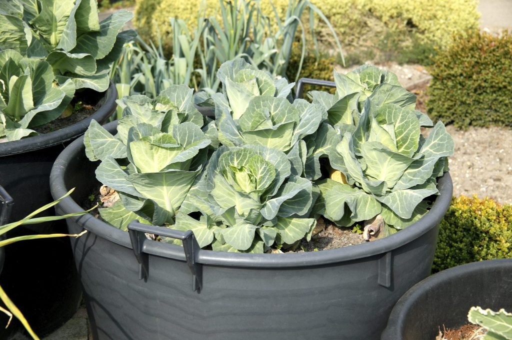 cabbage as Vegetables You Can Grow in Buckets