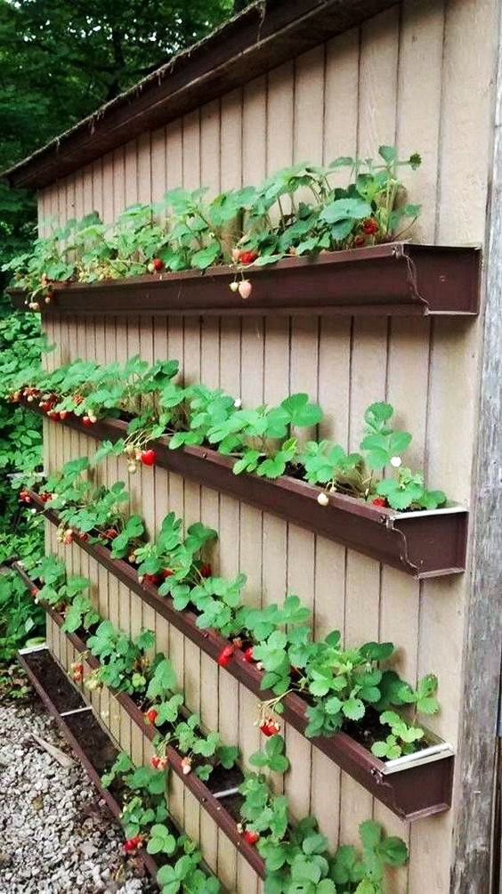 old rain gutters attached to wall to grow strawberries