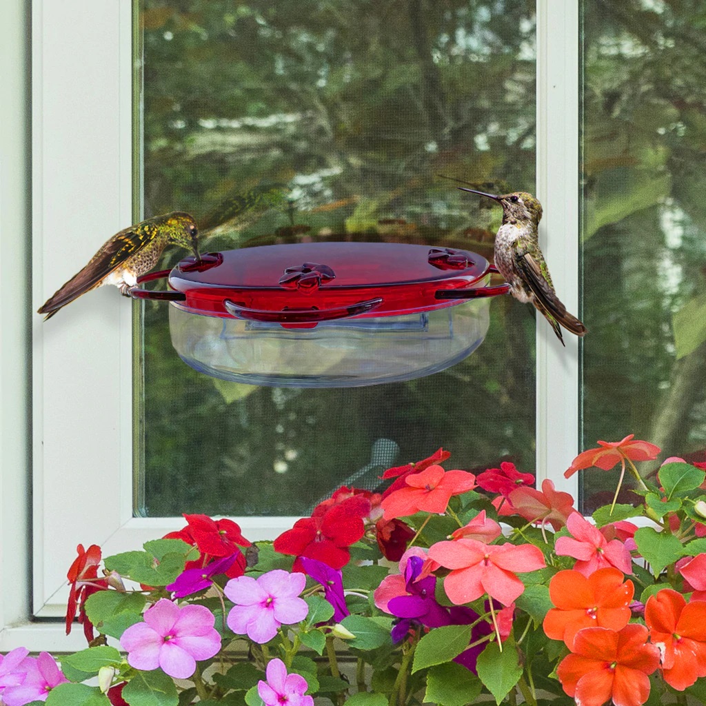 Hummingbirds eating from a hummingbird feeder