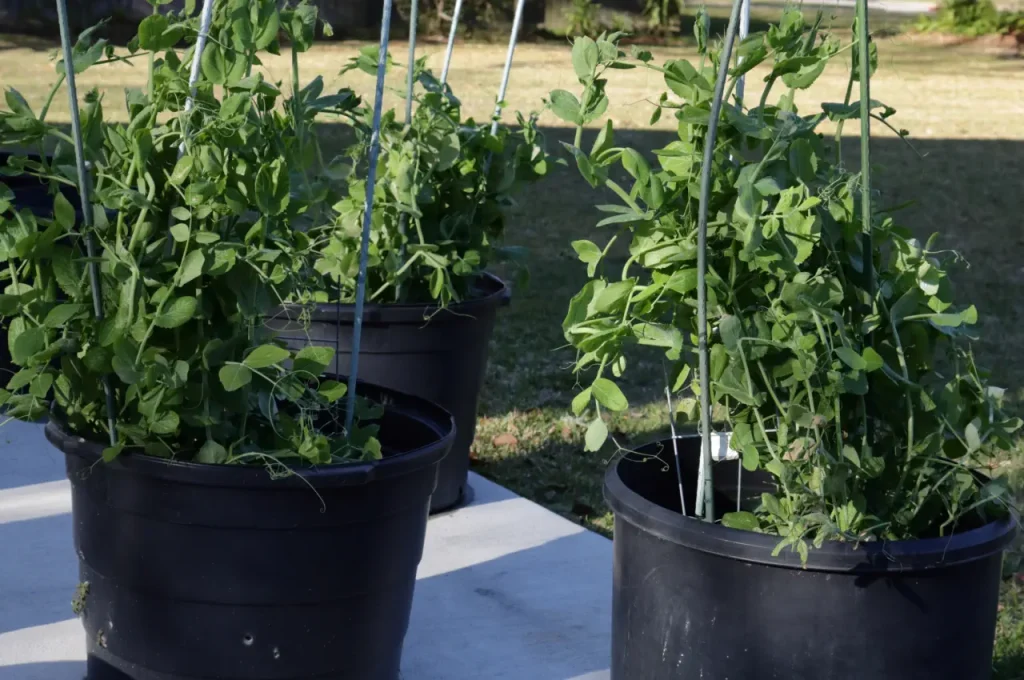 peas being grown in buckets