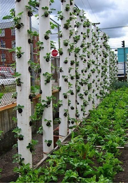 pvc pipes used to grow strawberries