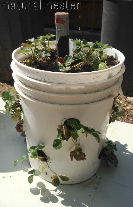white plastic buckets used as a planter