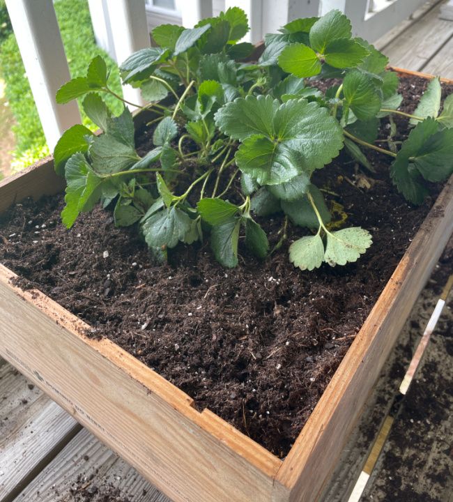 wooden crate used to grow strawberries
