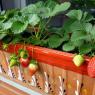 diy strawberry planter ideas