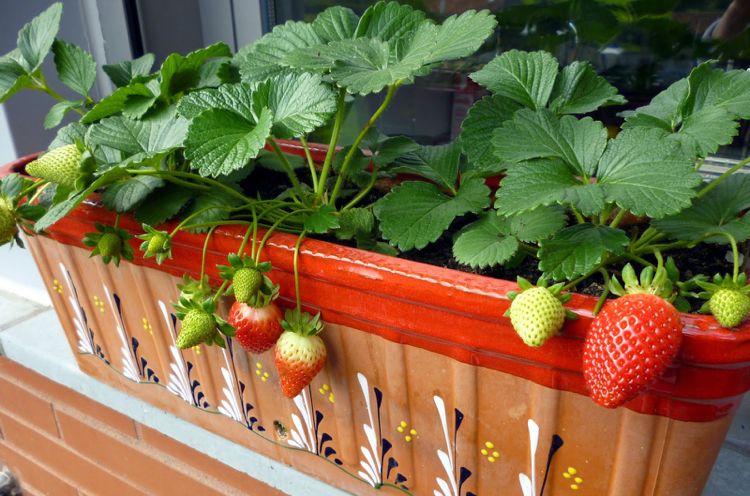 strawberries in. a windowsill box